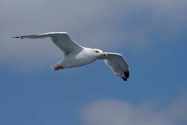 Europäische Möwe, Larus argentatus — Stockfoto