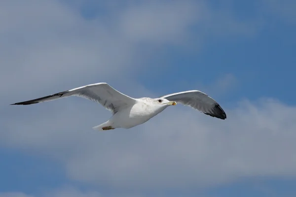 유럽 청 어 갈매기 Larus argentatus — 스톡 사진