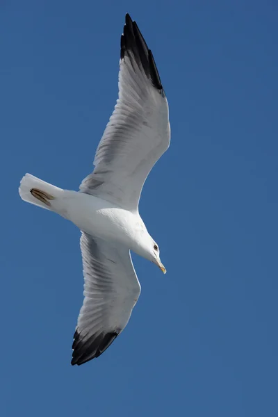 Europeiska Gråtrut, larus argentatus — Stockfoto