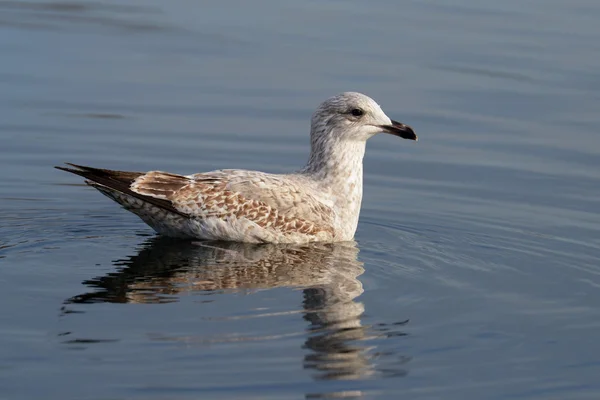 Avrupa ringa martı larus argentatus — Stok fotoğraf