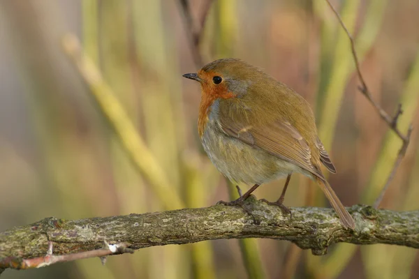 Robin, Erithacus rubecula — Fotografia de Stock