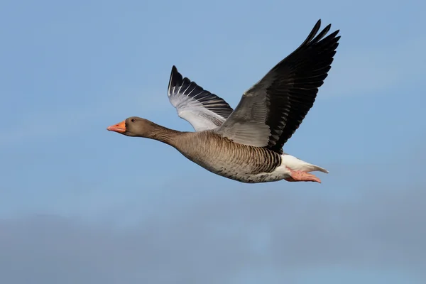 Ganso Greylag, ganso — Fotografia de Stock