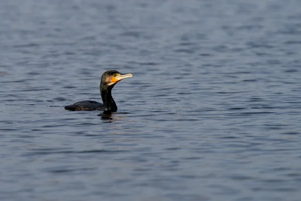 Cormorão, Phalacrocorax carbo — Fotografia de Stock