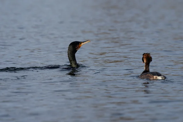 Kormorán, phalacrocorax carbo — Stock fotografie