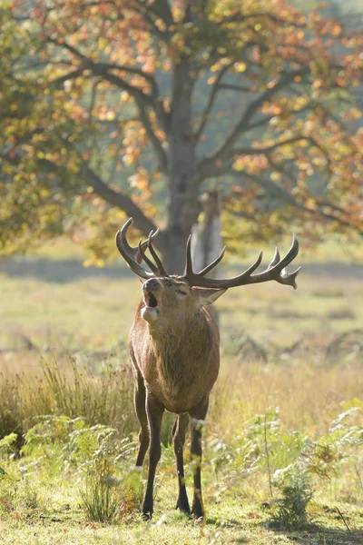 Red Deer - Rut Time. — Stock Photo, Image