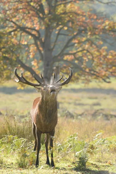 Red Deer - Rut Time. — Stock Photo, Image