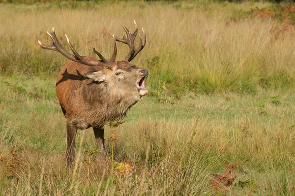 Red Deer - Rut Time. — Stock Photo, Image