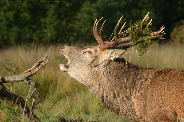 Red Deer - Rut Time. — Stock Photo, Image