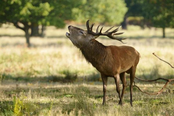 Red Deer - Rut Time. — Stock Photo, Image