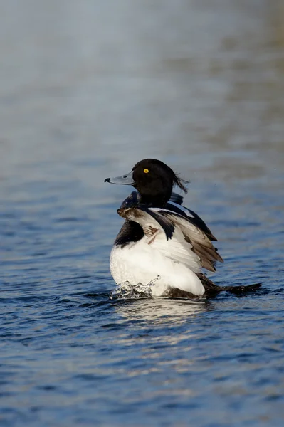 Pato tufado, Aythya fuligula — Fotografia de Stock