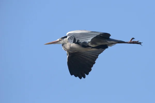 Gri balıkçıl, Ardea cinerea — Stok fotoğraf