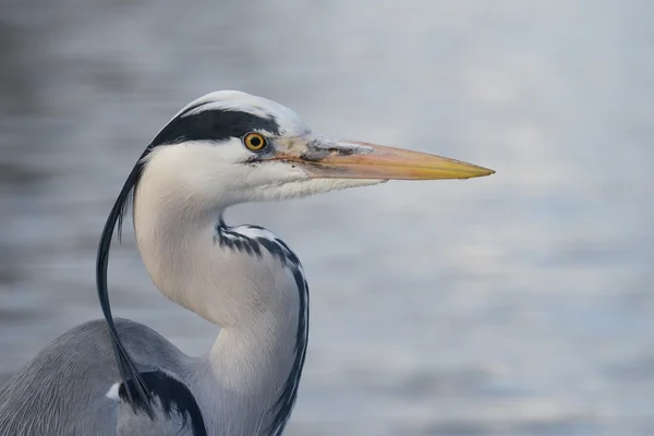 Szürke gém, Ardea cinerea — Stock Fotó