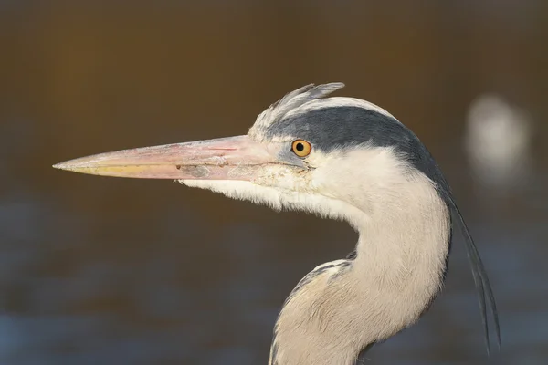 Garça cinzenta, Ardea cinerea — Fotografia de Stock