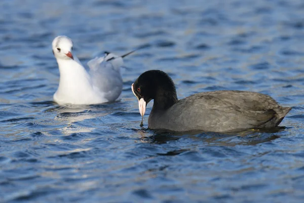 Eurasian coot, sothöna, fulica atra — Stockfoto