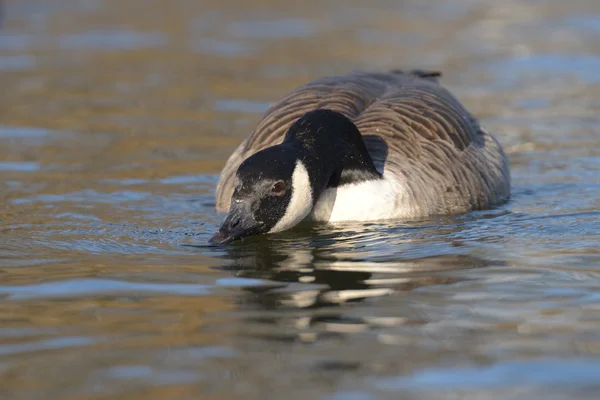 Kanada kazı, Branta kanadensis — Stok fotoğraf