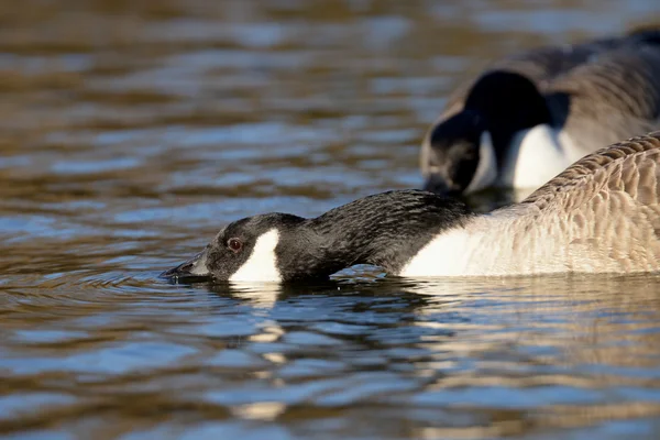 Kanada kazı, Branta kanadensis — Stok fotoğraf