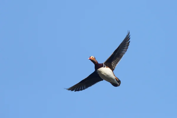 Canard mandarin, Mandarin, Aix galericulata — Photo