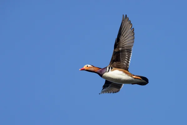 Kachnička mandarinská, mandarinky, aix galericulata — Stock fotografie