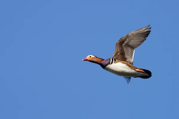 Mandarino anatra, mandarino, Aix galericulata — Foto Stock