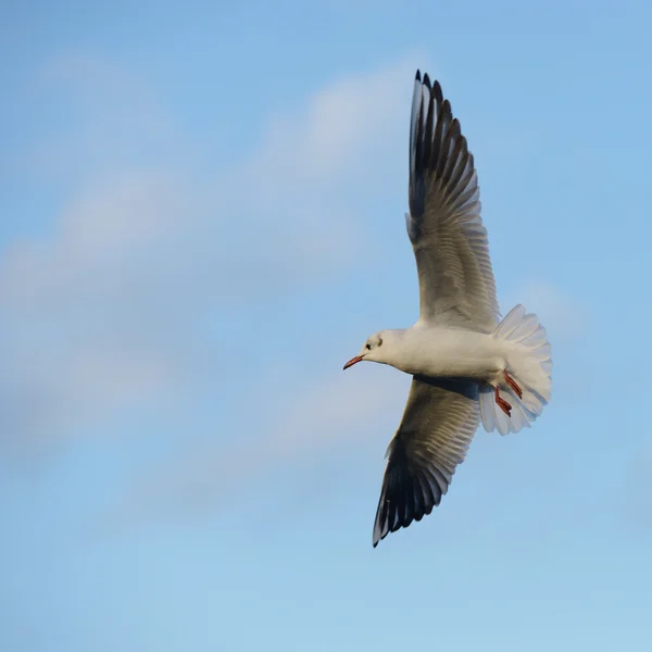 Black-headed Gull, Chroicocephalus ridibundus — Stock Photo, Image