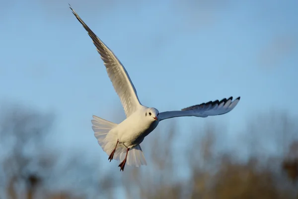 Black-headed Gull, Chroicocephalus ridibundus — Stock Photo, Image