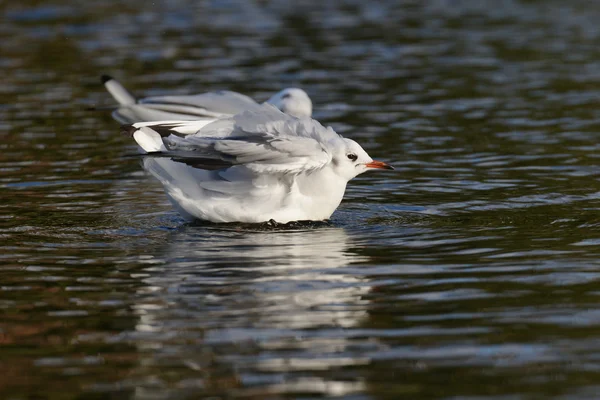 Gaviota de cabeza negra, Chroicocephalus ridibundus —  Fotos de Stock