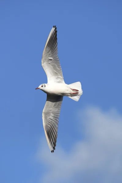 Black-headed Gull, Chroicocephalus ridibundus — Stock Photo, Image