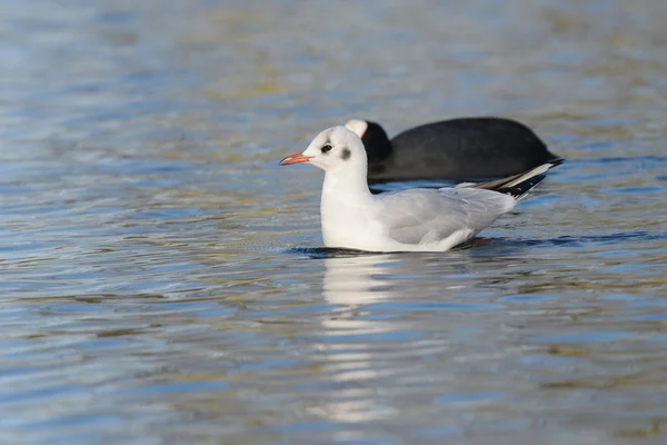 Dankasirály Chroicocephalus ridibundus — Stock Fotó