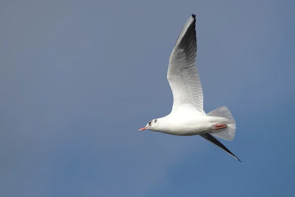 Black-headed Gull, Chroicocephalus ridibundus — Stock Photo, Image