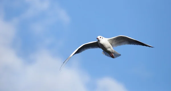 Mouette à tête noire, Chroicocephalus ridibundus — Photo