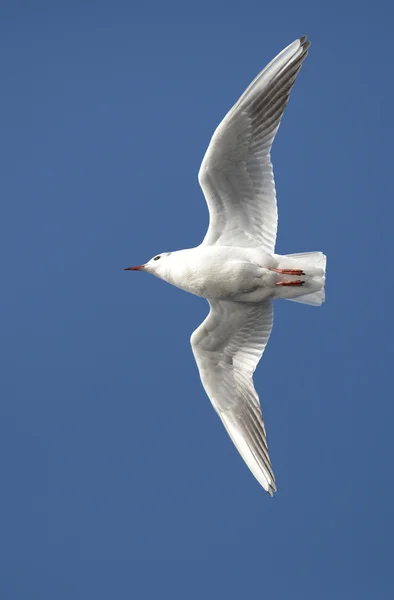 Skrattmås, Larus ridibundus — Stockfoto