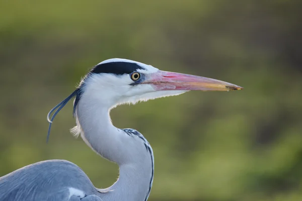 Airone grigio, Ardea cinerea — Foto Stock