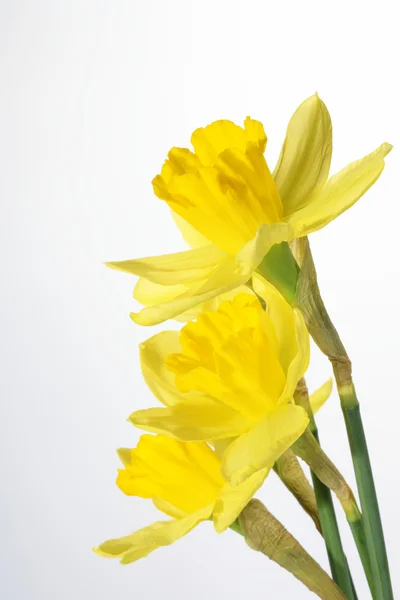 Flowers - Daffodil, Jonquil — Stock Photo, Image