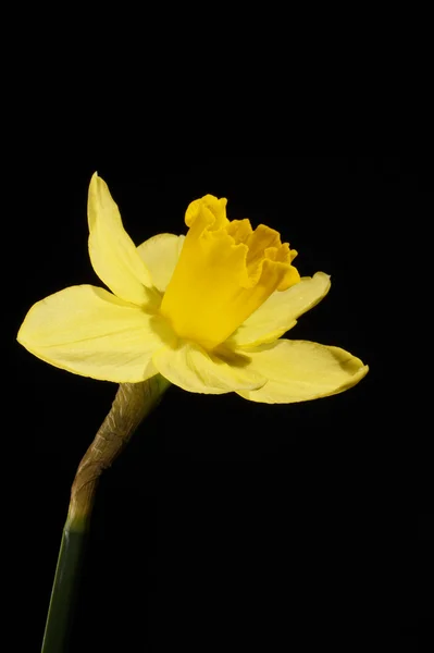 Blommor - påsklilja, Jonquil — Stockfoto