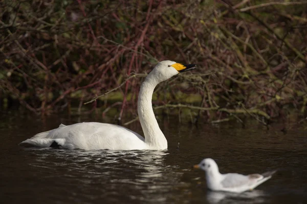 Cisne de Whooper, Cygnus cygnus — Fotografia de Stock