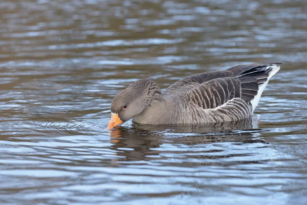 Graugans, Gans — Stockfoto