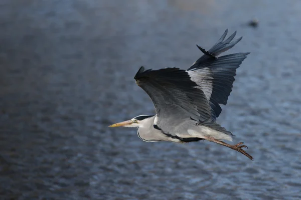 Garza gris, Ardea cinerea — Foto de Stock