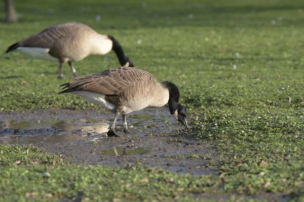 加拿大鹅，Branta canadensis — 图库照片