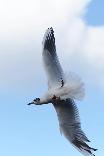 Śmieszka, chroicocephalus ridibundus — Zdjęcie stockowe