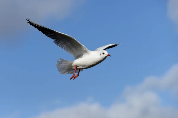 Black-headed Gull, Chroicocephalus ridibundus — Stock Photo, Image