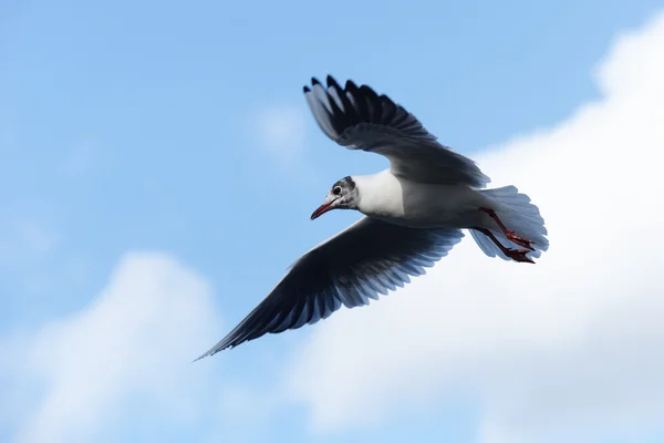 Skrattmås, Larus ridibundus — Stockfoto