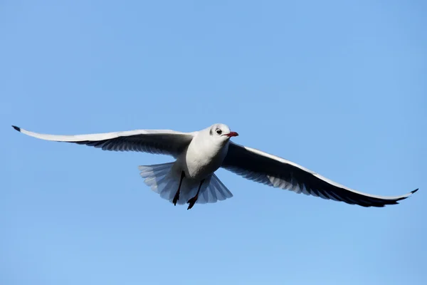 Black-headed Gull, Chroicocephalus ridibundus — Stock Photo, Image