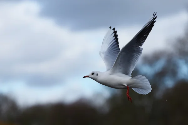 Black-headed Gull, Chroicocephalus ridibundus — Stock Photo, Image