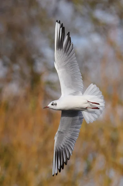 Skrattmås, Larus ridibundus — Stockfoto