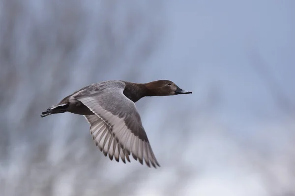 Pochard commun, Pochard, Aythya ferina - femelle — Photo