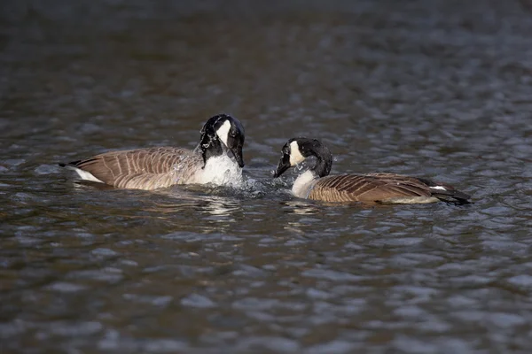 Canada gans - copulatie deel 1/5 - voorspel en gedeelde badkamer. — Stockfoto