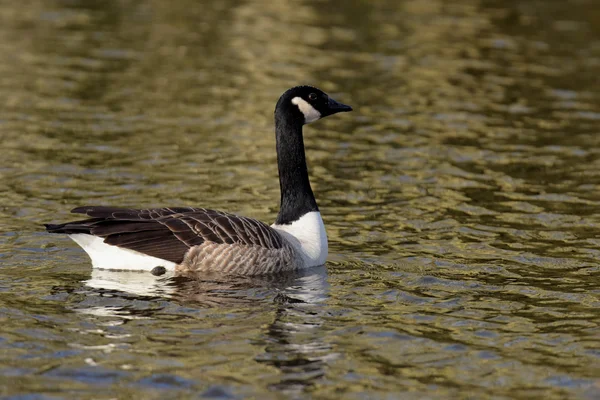 Kanada kazı, Branta kanadensis — Stok fotoğraf