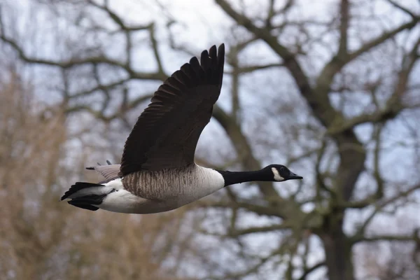 Ganso de Canadá, Branta canadensis — Foto de Stock