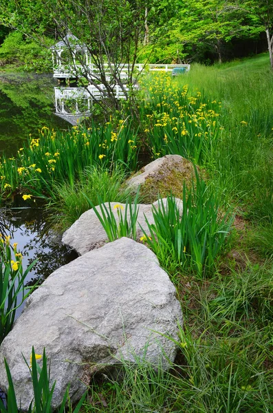 Des Fleurs Printanières Bordent Rivage Cet Étang Tranquille Avec Grands — Photo