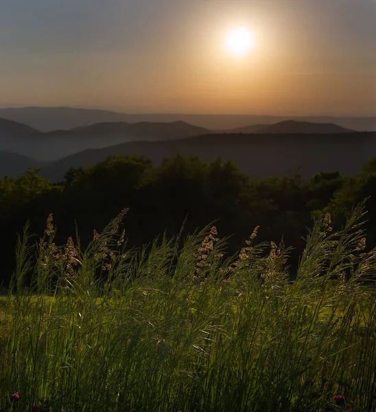 Hierbas Silvestres Retroiluminan Con Sol Poniente Del Verano Mientras Pone —  Fotos de Stock